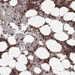 Merck Anti-ARHGEF2 antibody produced in rabbit