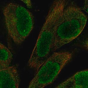 Merck Anti-UACA antibody produced in rabbit