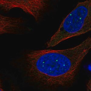 Merck Anti-EVI5L antibody produced in rabbit