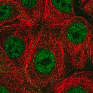 Merck Anti-PAF1 antibody produced in rabbit