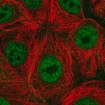 Merck Anti-PAF1 antibody produced in rabbit