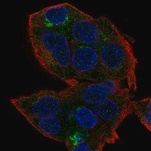 Merck Anti-HEPN1 antibody produced in rabbit