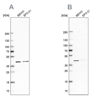 Merck Anti-PCBP1 antibody produced in rabbit