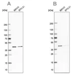 Merck Anti-PCBP1 antibody produced in rabbit