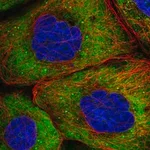 Merck Anti-EIF4G1 antibody produced in rabbit