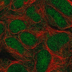 Merck Anti-TRIM11 antibody produced in rabbit