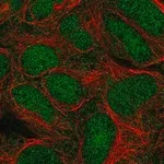 Merck Anti-TRIM11 antibody produced in rabbit