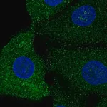 Merck Anti-SREBF1 antibody produced in rabbit