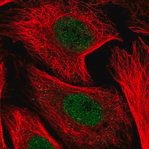 Merck Anti-KDELC1 antibody produced in rabbit