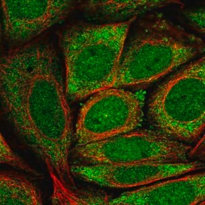 Merck Anti-GK5 antibody produced in rabbit