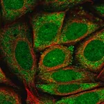 Merck Anti-GK5 antibody produced in rabbit