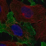 Merck Anti-KLRC2 antibody produced in rabbit