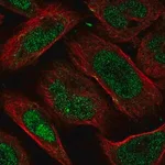 Merck Anti-FAM193B antibody produced in rabbit