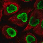 Merck Anti-NUP54 antibody produced in rabbit