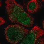 Merck Anti-ANKRD37 antibody produced in rabbit