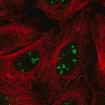 Merck Anti-SRFBP1 antibody produced in rabbit
