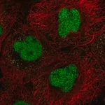Merck Anti-CXXC5 antibody produced in rabbit
