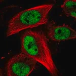 Merck Anti-RBM15B antibody produced in rabbit