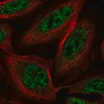 Merck Anti-SLU7 antibody produced in rabbit