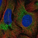 Merck Anti-COPB2 antibody produced in rabbit