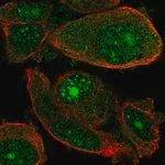 Merck Anti-WDSUB1 antibody produced in rabbit