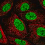 Merck Anti-PLEKHG4B antibody produced in rabbit