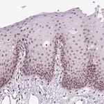 Merck Anti-DDX50 antibody produced in rabbit