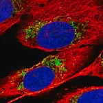 Merck Anti-MTPAP antibody produced in rabbit