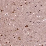 Merck Anti-NAP1L5 antibody produced in rabbit