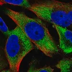 Merck Anti-KIF14 antibody produced in rabbit