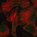 Merck Anti-PWWP2A antibody produced in rabbit