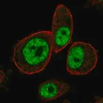 Merck Anti-MAPKAPK3 antibody produced in rabbit