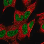 Merck Anti-DHRS12 antibody produced in rabbit
