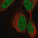 Merck Anti-COL9A3 antibody produced in rabbit