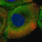 Merck Anti-NOS1 antibody produced in rabbit