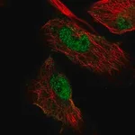 Merck Anti-MIER3 antibody produced in rabbit