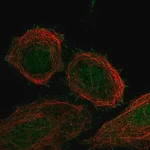 Merck Anti-FBXO41 antibody produced in rabbit