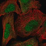 Merck Anti-NTMT1 antibody produced in rabbit