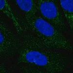 Merck Anti-IDNK antibody produced in rabbit