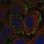 Merck Anti-PTPRB antibody produced in rabbit