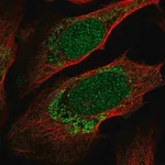Merck Anti-ZNF223 antibody produced in rabbit