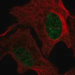 Merck Anti-GMPR2 antibody produced in rabbit