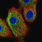 Merck Anti-C16orf95 antibody produced in rabbit