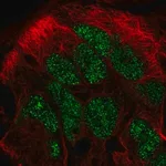 Merck Anti-CAMKMT antibody produced in rabbit
