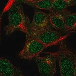 Merck Anti-VPS54 antibody produced in rabbit