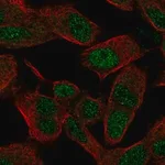 Merck Anti-SIX3 antibody produced in rabbit