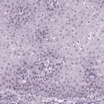 Merck Anti-ZNF865 antibody produced in rabbit
