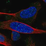 Merck Anti-ARHGEF19 antibody produced in rabbit