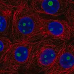 Merck Anti-SERTAD3 antibody produced in rabbit