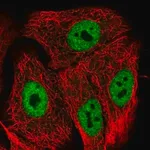 Merck Anti-POLR2M antibody produced in rabbit